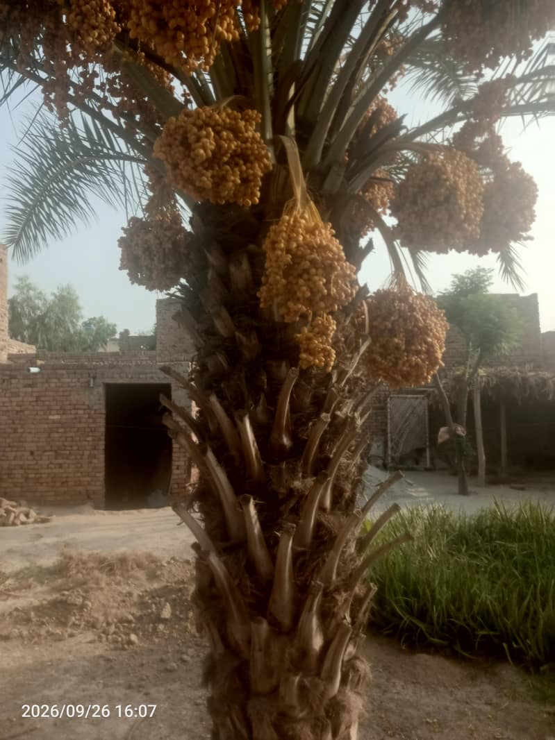 Date palm tree 5