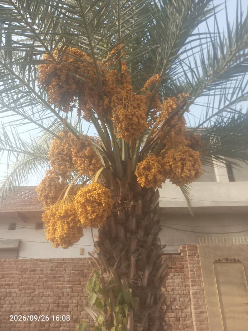 Date palm tree 6