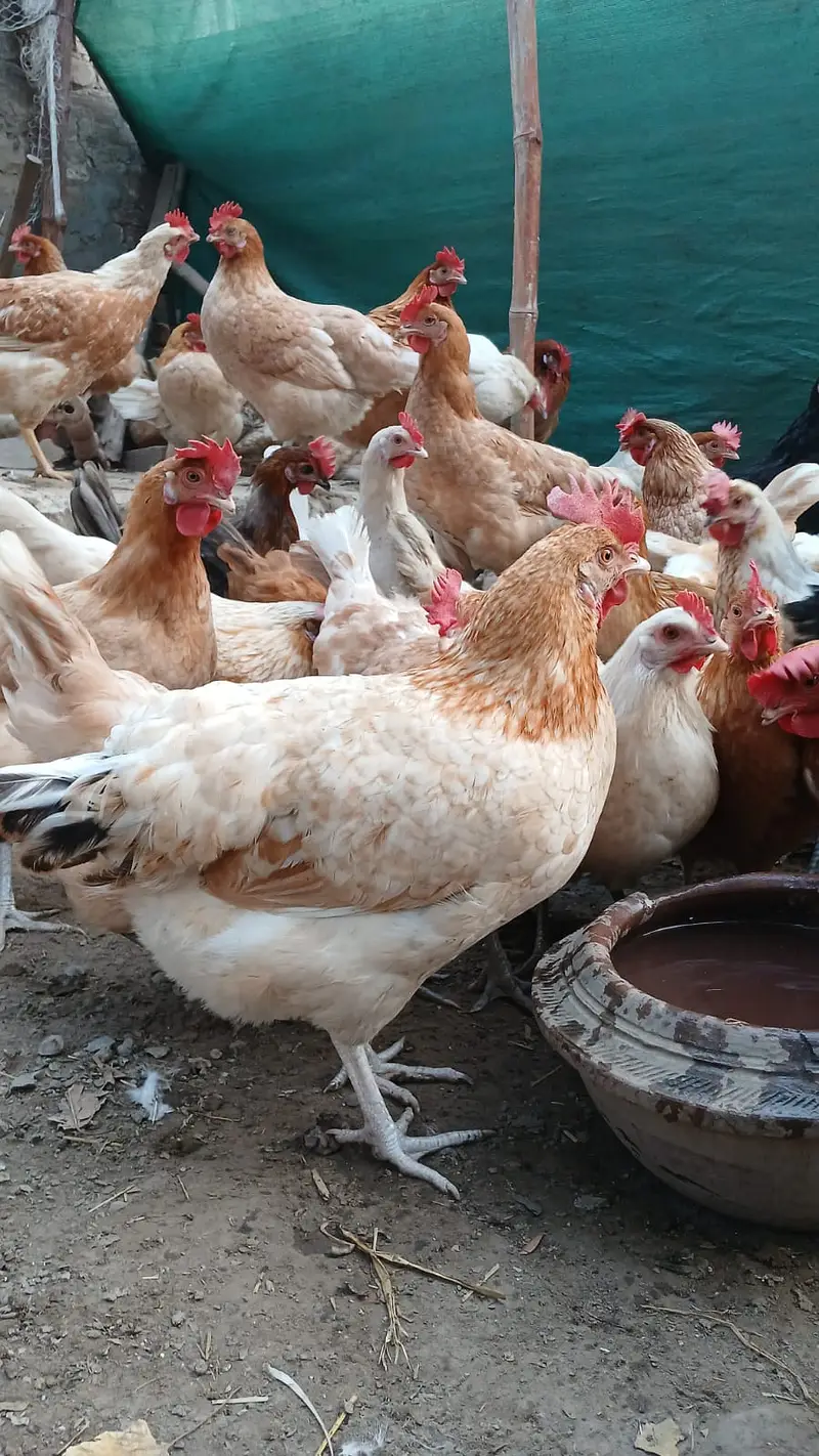 Golden Misri | Egg Lying Hens | Andy wali Murgi | Golden Misri Pthiyan