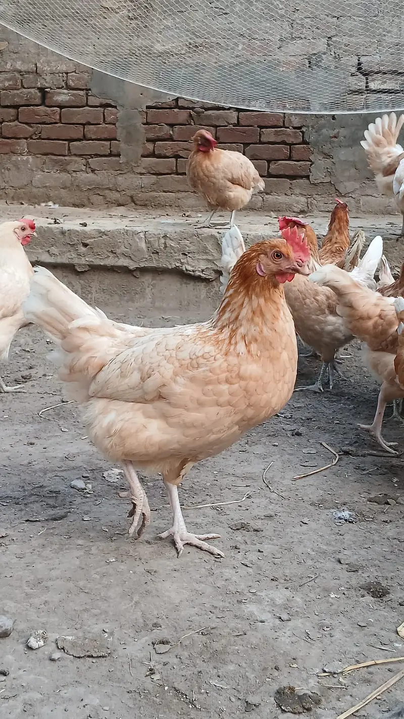 Golden Misri | Egg Lying Hens | Andy wali Murgi | Golden Misri Pthiyan — photo 2