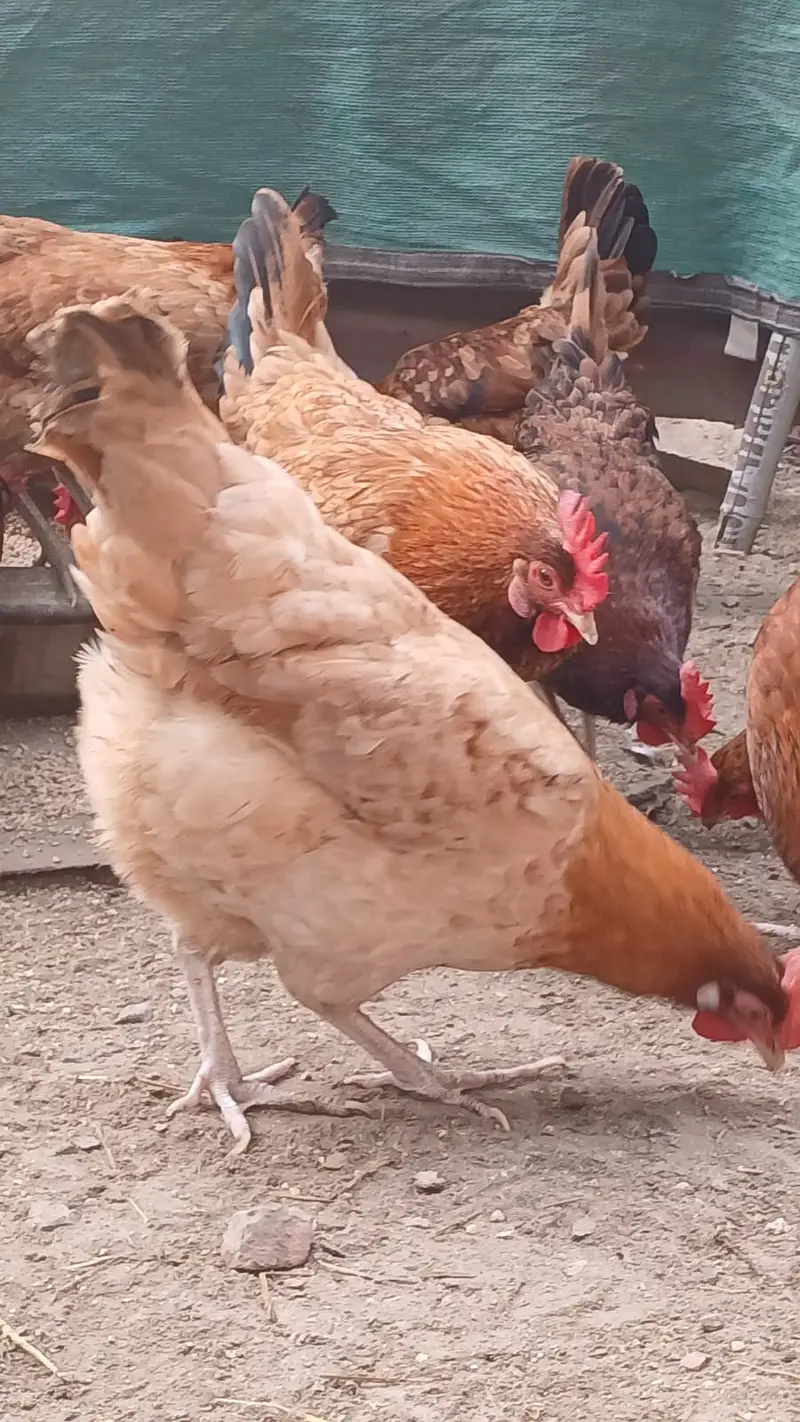 Golden Misri | Egg Lying Hens | Andy wali Murgi | Golden Misri Pthiyan — photo 3