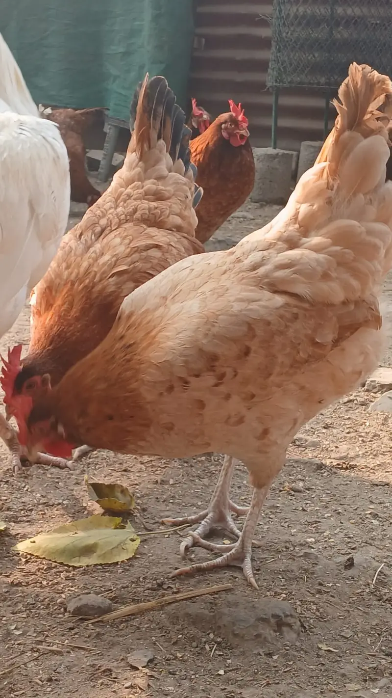 Golden Misri | Egg Lying Hens | Andy wali Murgi | Golden Misri Pthiyan — photo 4