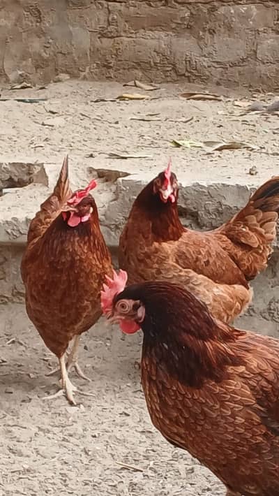 Golden Misri | Egg Lying Hens | Andy wali Murgi | Golden Misri Pthiyan