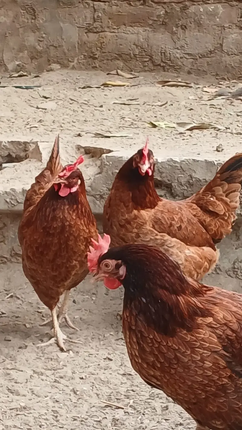 Golden Misri | Egg Lying Hens | Andy wali Murgi | Golden Misri Pthiyan — photo 5