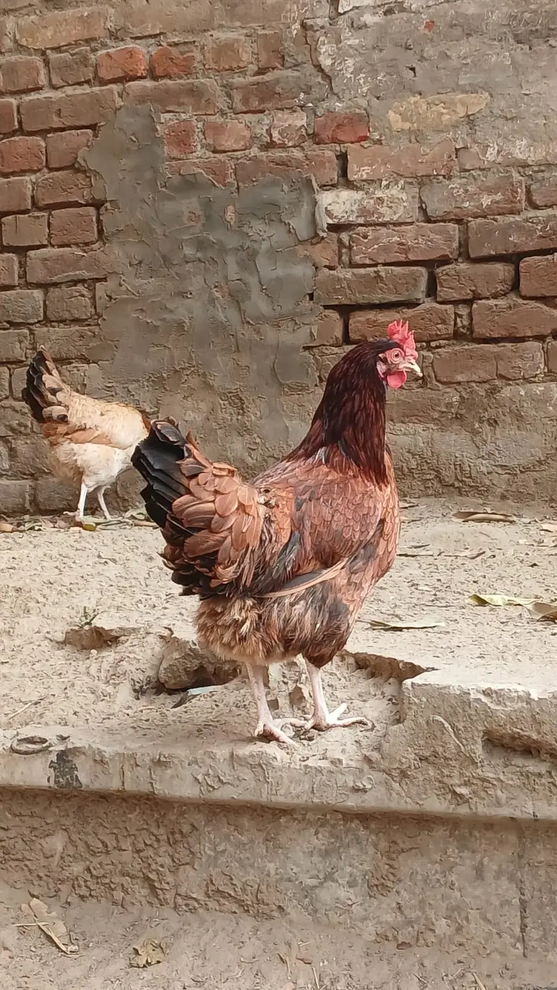 Golden Misri | Egg Lying Hens | Andy wali Murgi | Golden Misri Pthiyan — photo 6