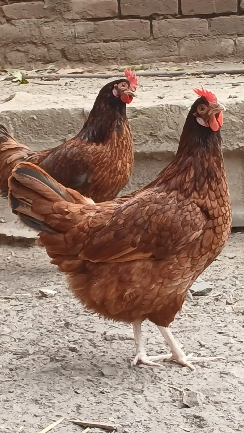 Golden Misri | Egg Lying Hens | Andy wali Murgi | Golden Misri Pthiyan — photo 7