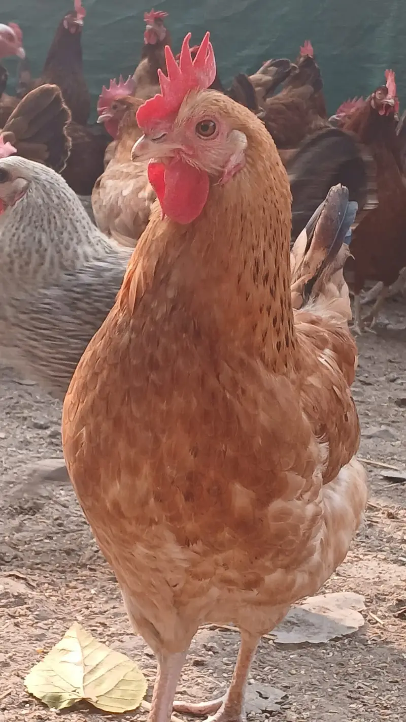 Golden Misri | Egg Lying Hens | Andy wali Murgi | Golden Misri Pthiyan — photo 8