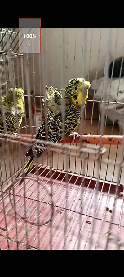 hogoromo split black wings & black wings