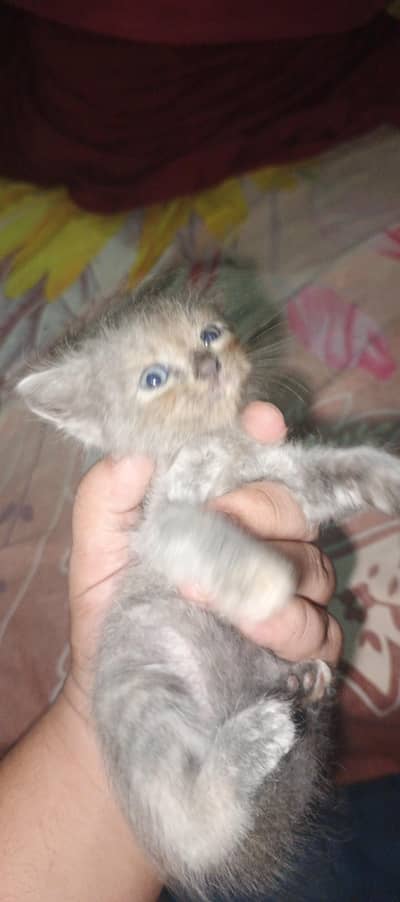 long cort female catts