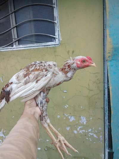 ​Urgent Sale: Pure Aseel Pair (Makhni Chini Cock & Black Hen)