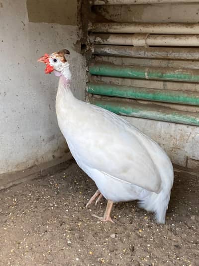 White Female Guinea Fowl For Sale