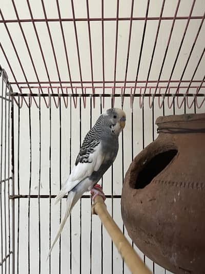 Australian Budgies Breeder Pair