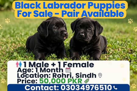 black labrador pair for sale 1 male 1 female 1 month rohri
