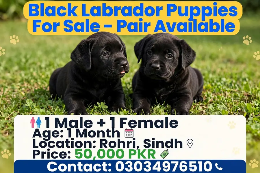 black labrador pair for sale 1 male 1 female 1 month rohri — photo 2