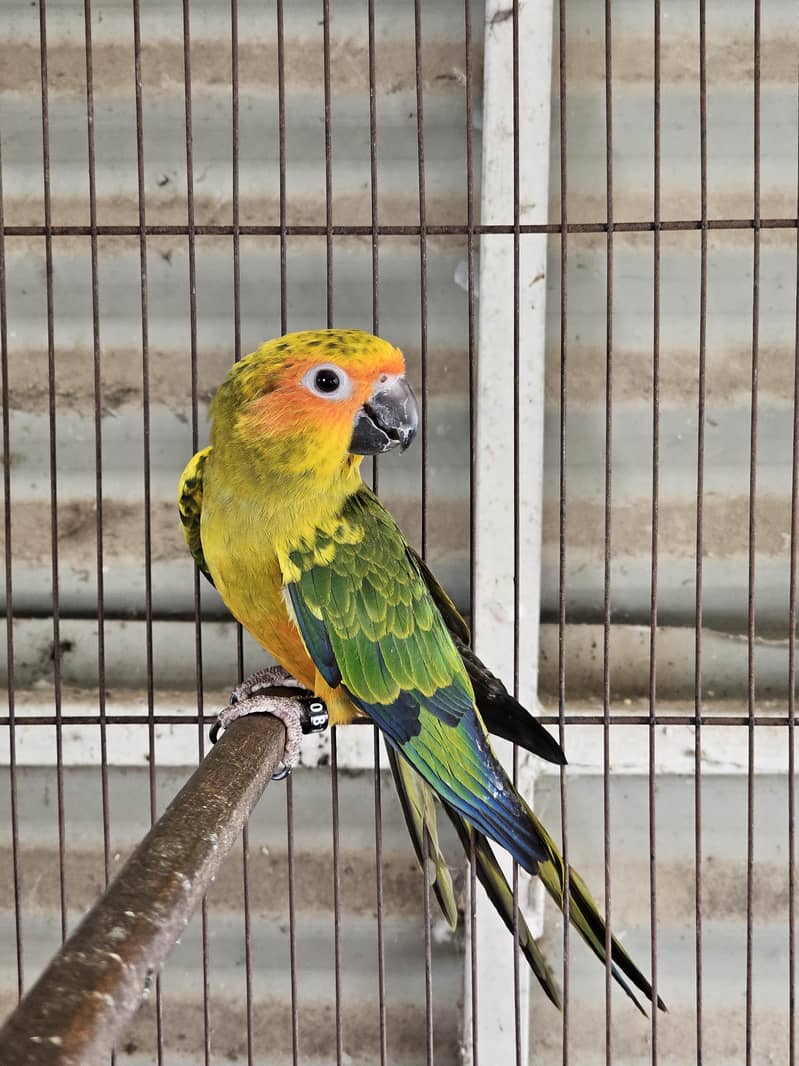 Sunconure 0