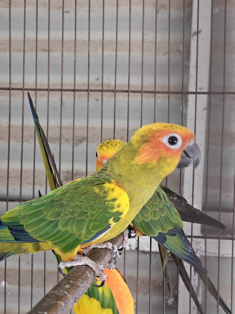 Sunconure 1