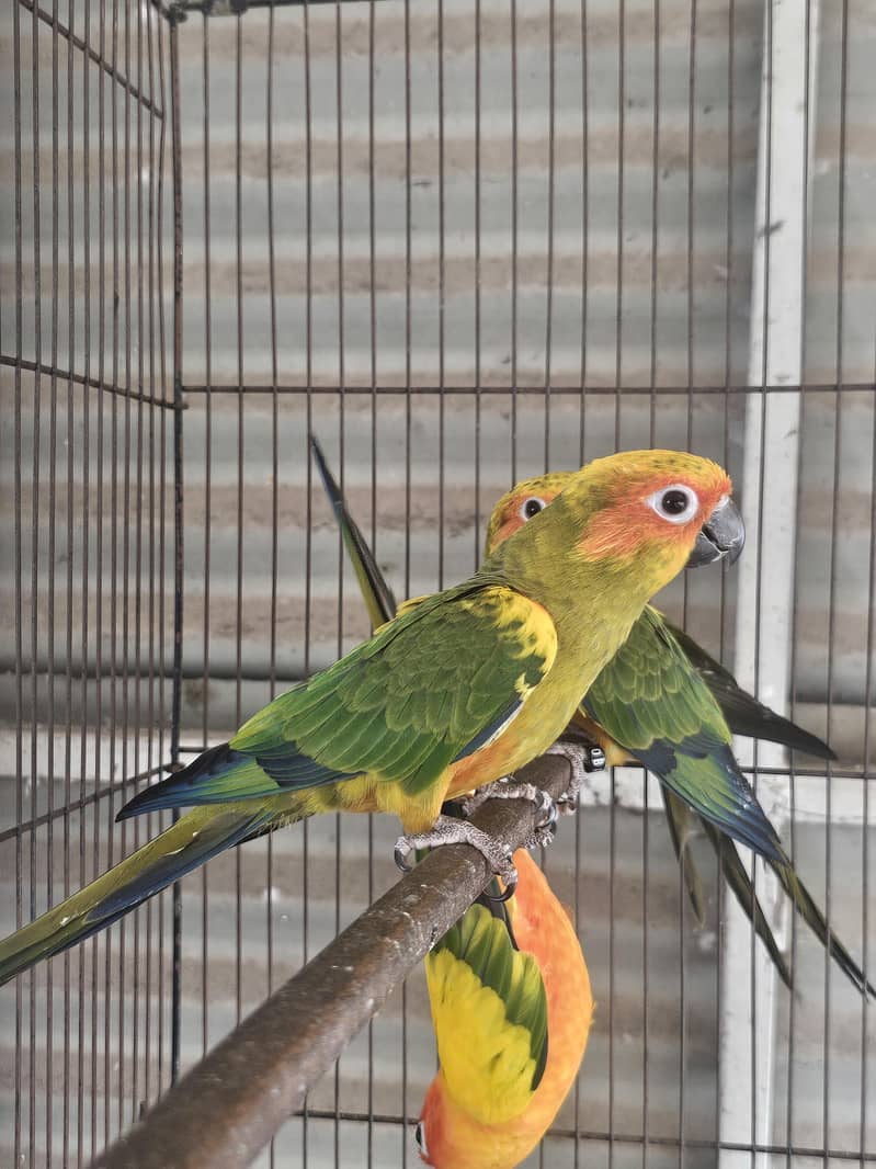 Sunconure 2