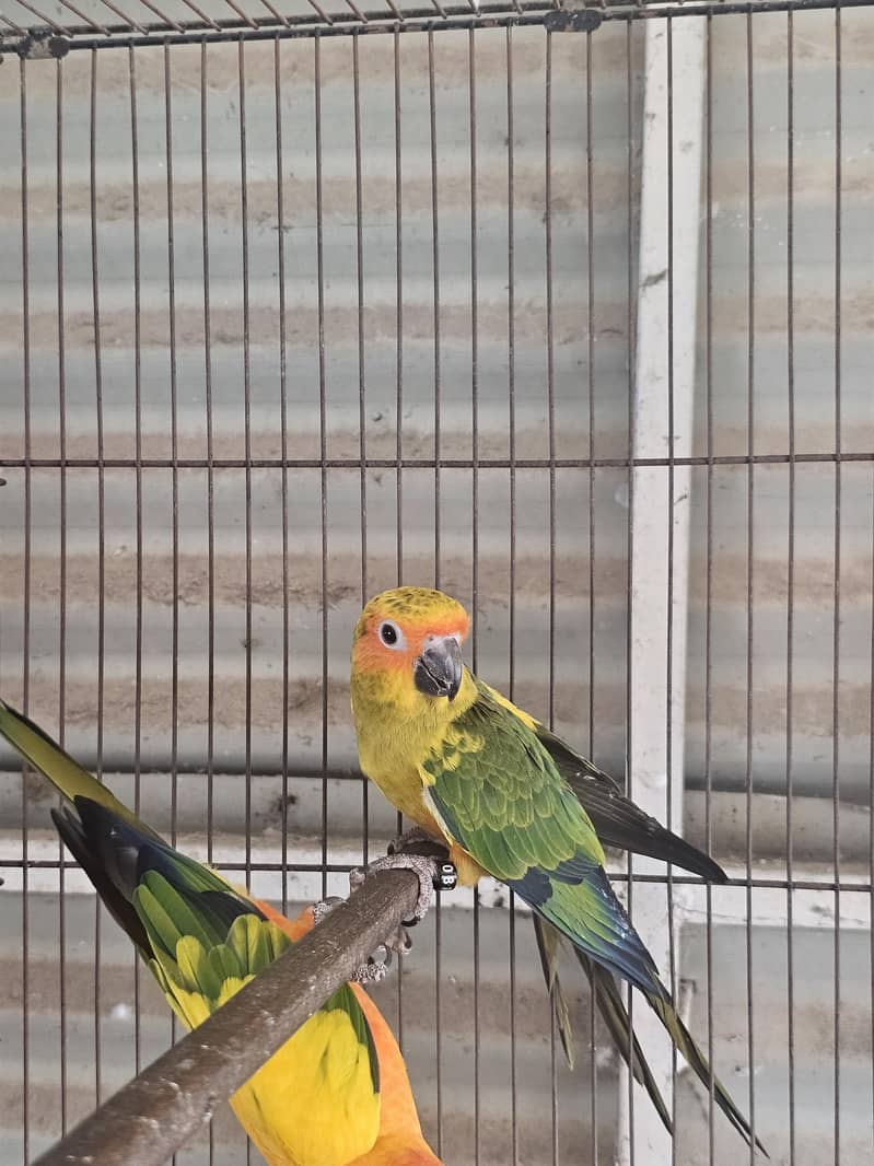 Sunconure 3