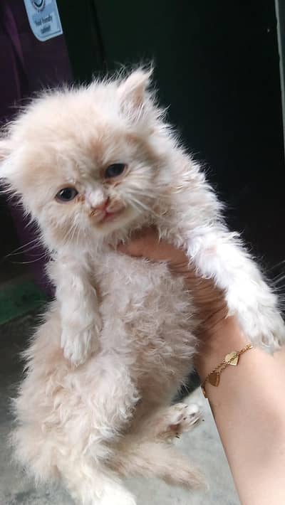 4  Persian cat ke bachhe sale ke liye available hain (Age: 40 Days).