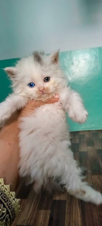 2 Persian cat ke bachhe sale ke liye available hain (Age: 40 Days).