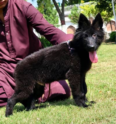 show quality imported bloodline gsd lowbak male puppy for sale