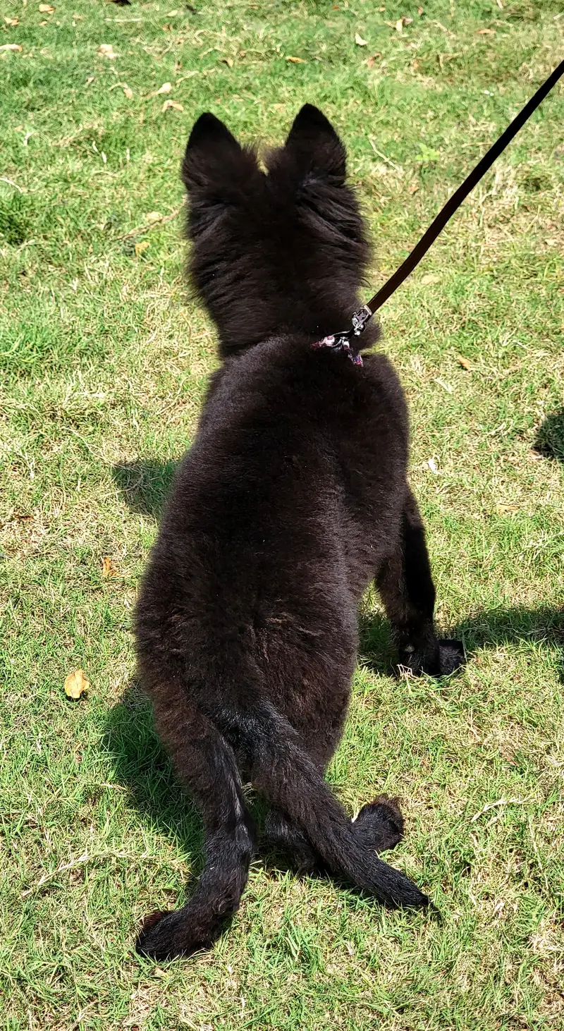show quality imported bloodline gsd lowbak male puppy for sale — photo 2