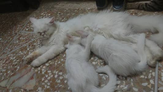 pershion cat with kitten