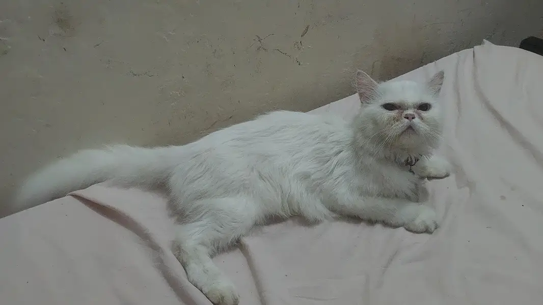 pershion cat with kitten — photo 2