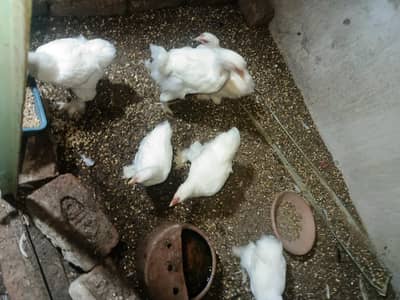 white bentum