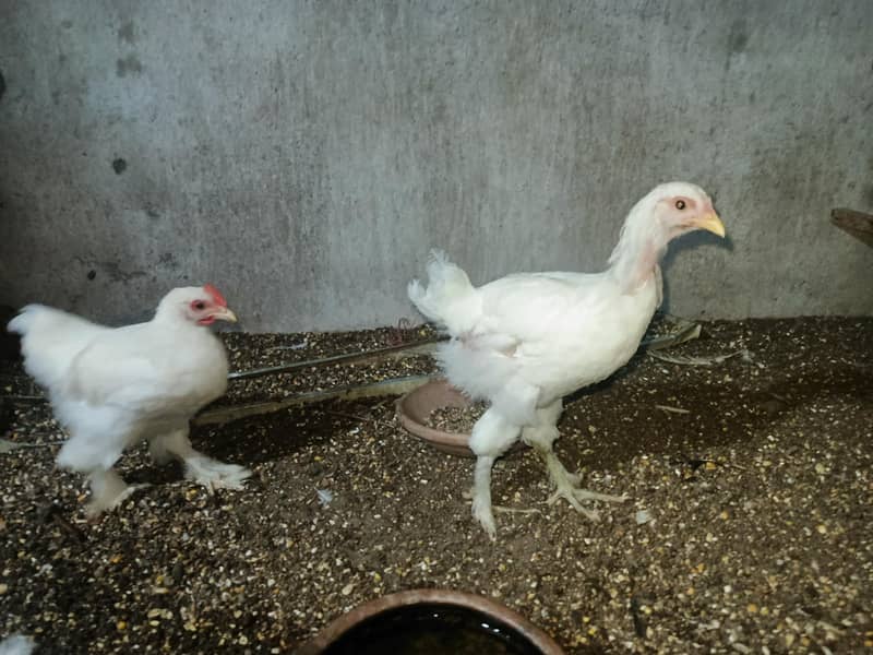 white bentum 1
