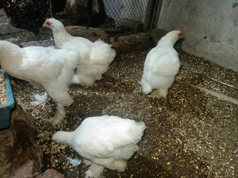 white bentum 2