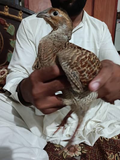 dakni titer male