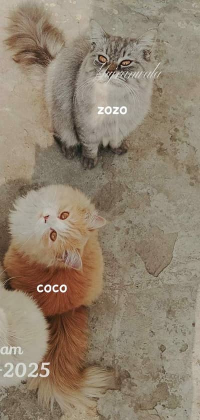 Cats name: Zozo And coco