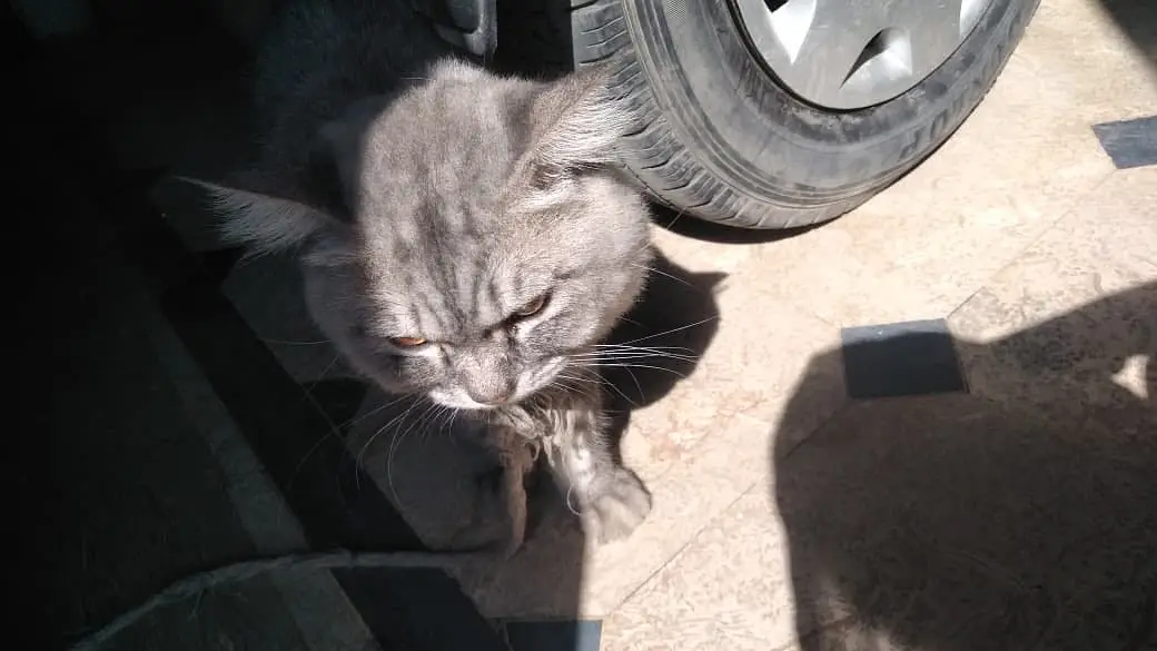 Cats name: Zozo And coco — photo 2