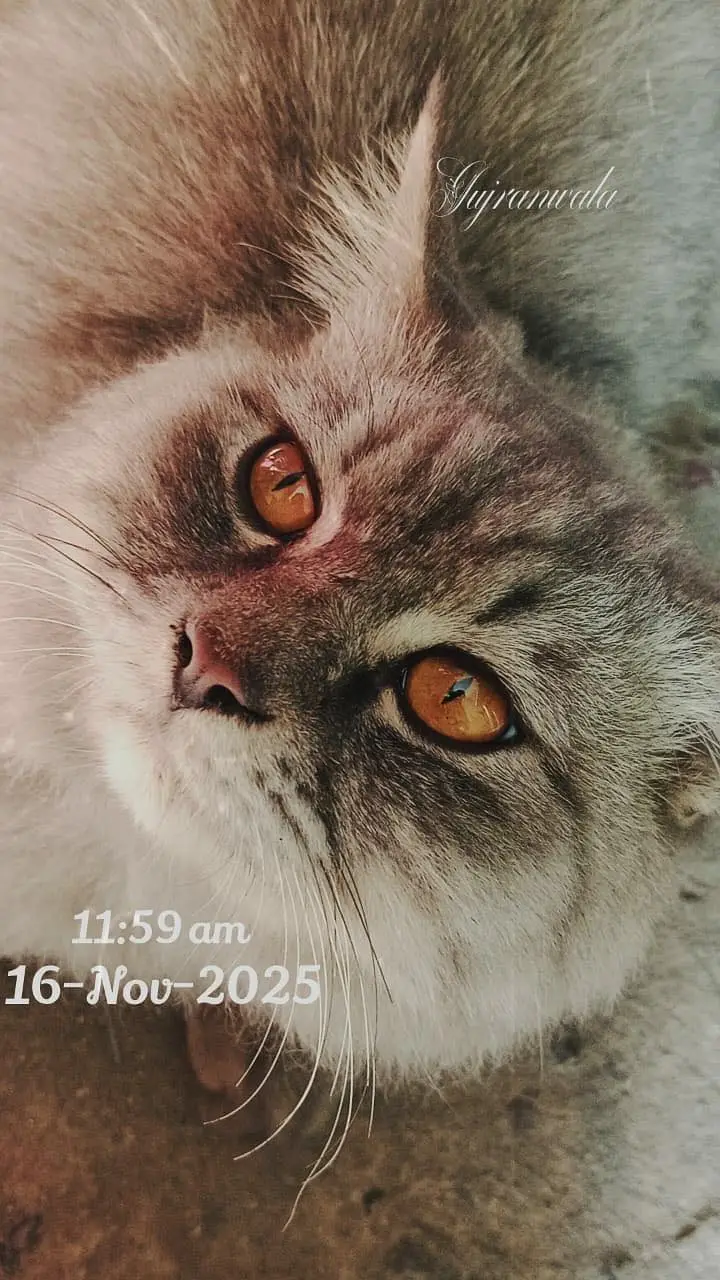 Cats name: Zozo And coco — photo 4