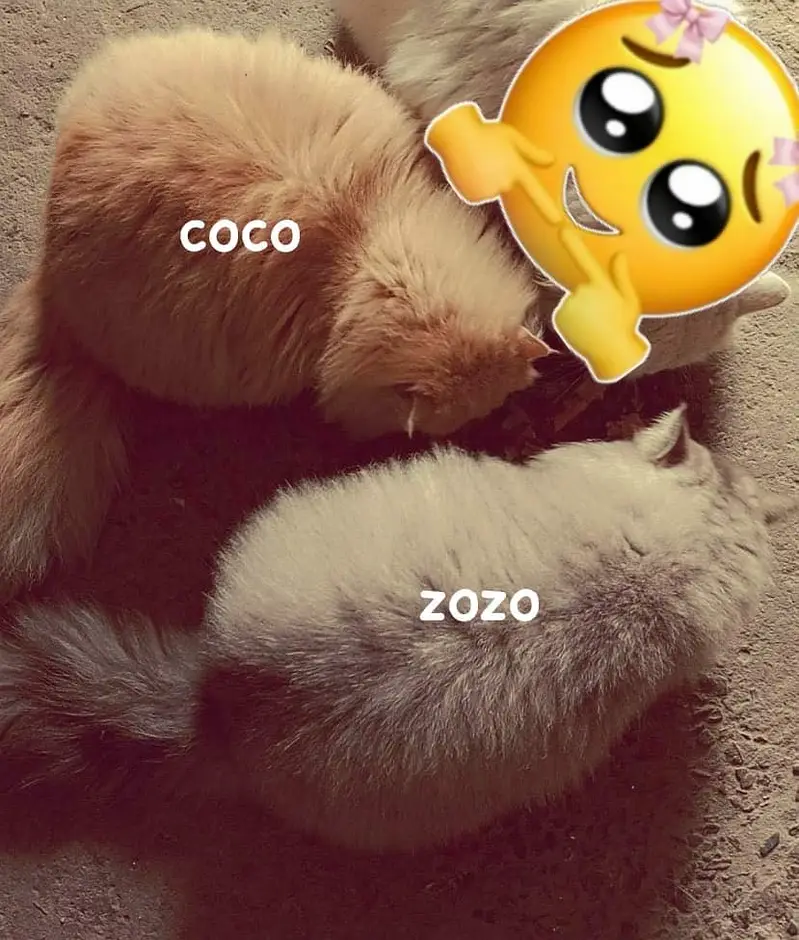 Cats name: Zozo And coco — photo 5