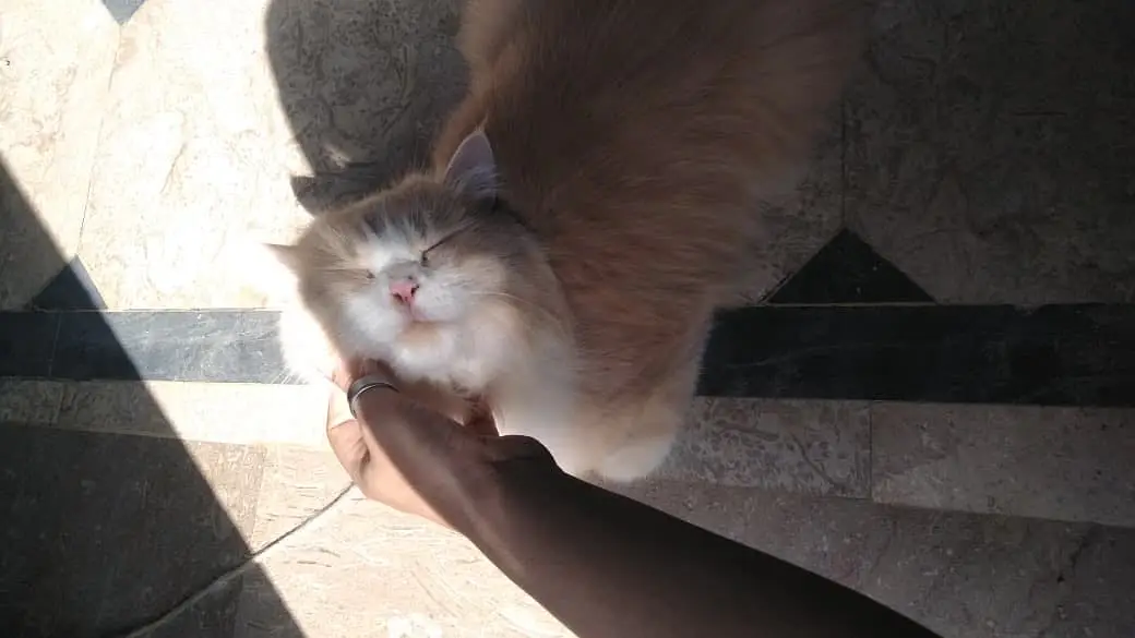 Cats name: Zozo And coco — photo 7