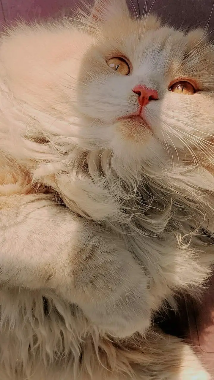 Cats name: Zozo And coco — photo 8