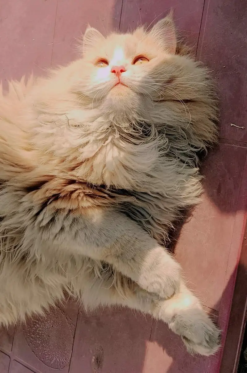 Cats name: Zozo And coco — photo 9