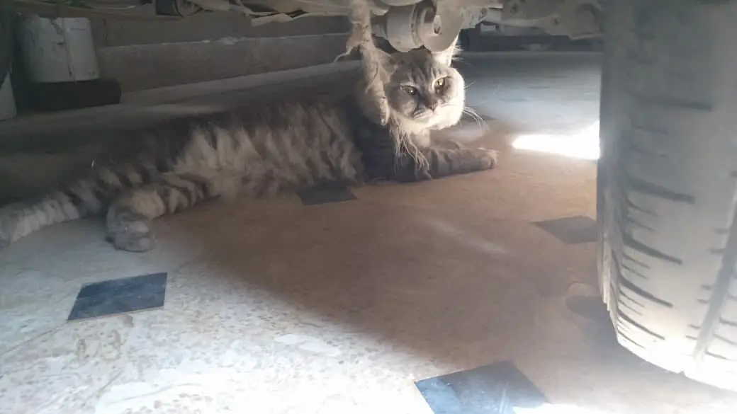 Cats name: Zozo And coco — photo 10
