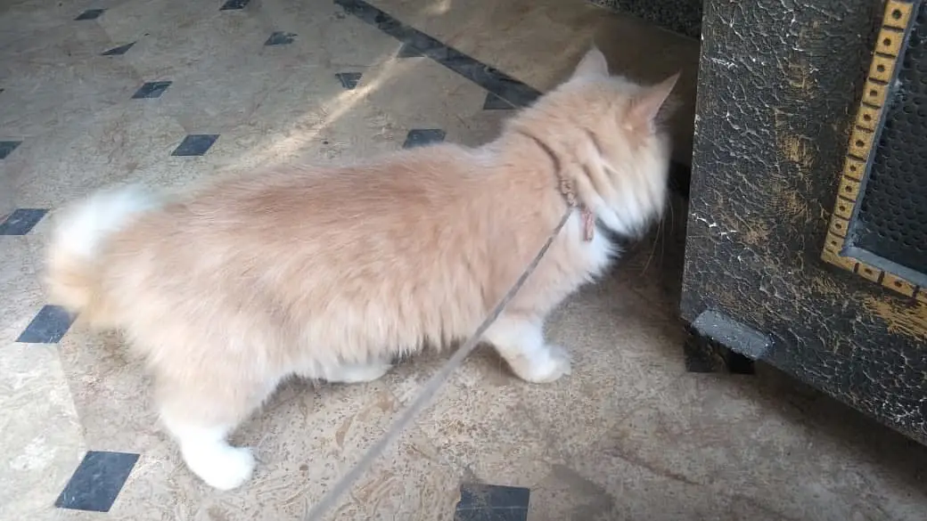 Cats name: Zozo And coco — photo 11