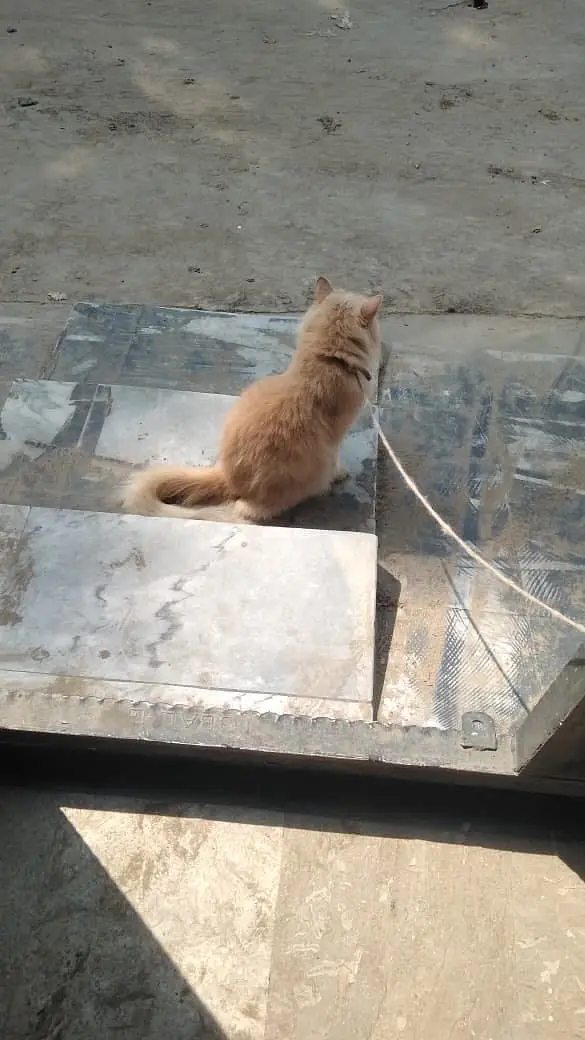 Cats name: Zozo And coco — photo 12