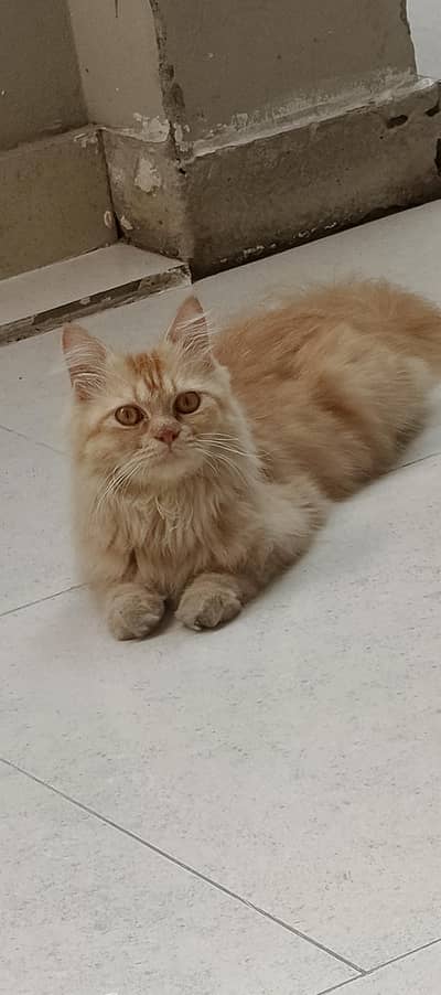 persian cat and babies