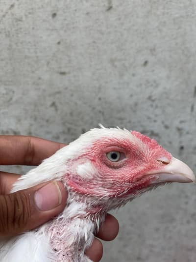 High quality heera female