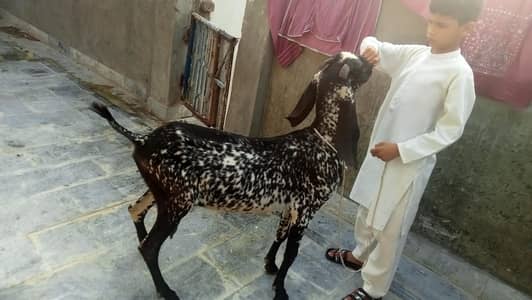goat urgent for sale what's up number 03131498841