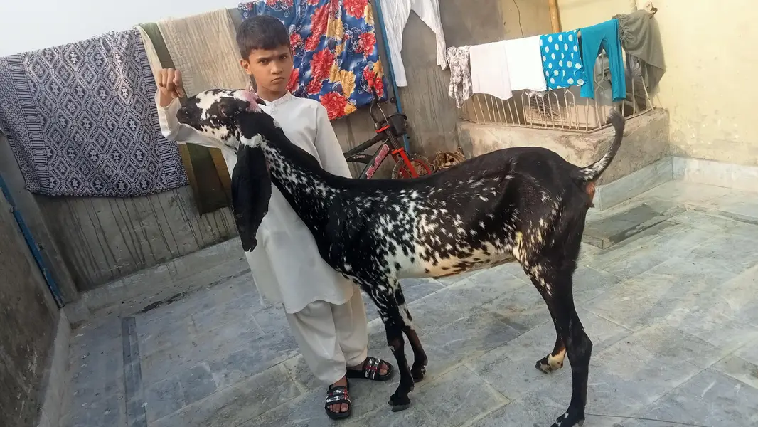 goat urgent for sale what's up number 03131498841 — photo 2