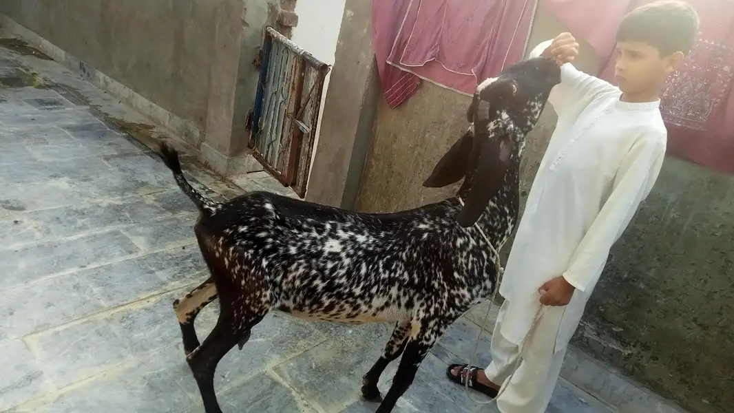 goat urgent for sale what's up number 03131498841 — photo 3