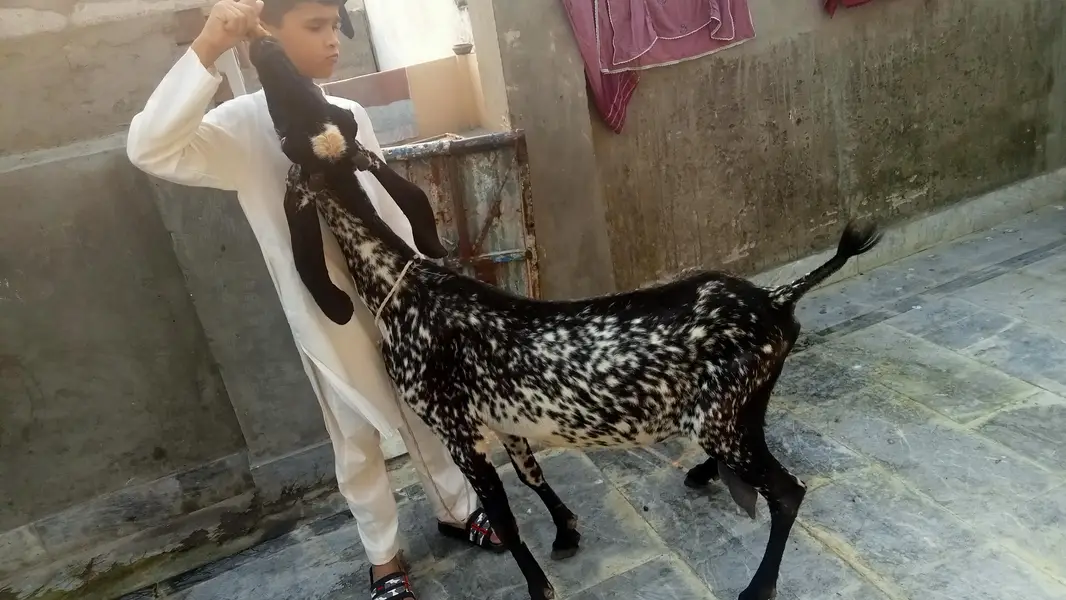 goat urgent for sale what's up number 03131498841 — photo 4