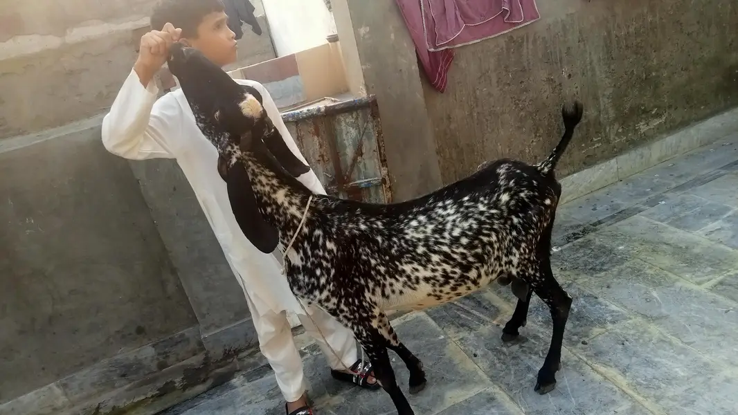 goat urgent for sale what's up number 03131498841 — photo 5