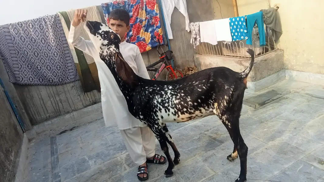 goat urgent for sale what's up number 03131498841 — photo 6